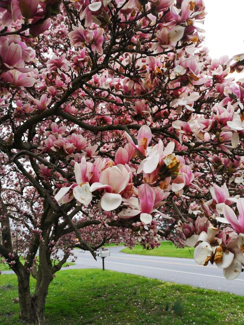 Magnolia Tree