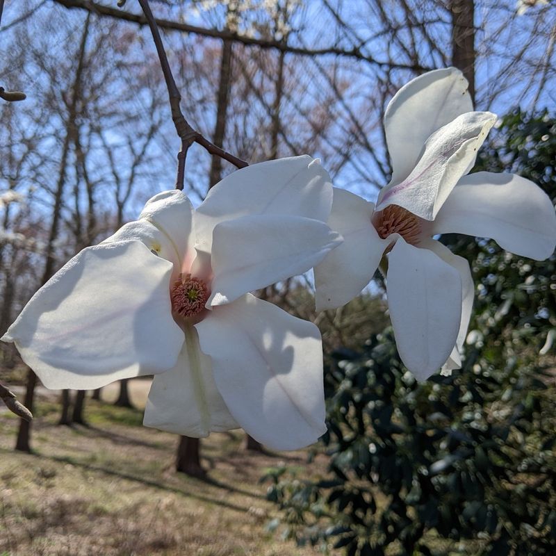 Magnolia cylindrica