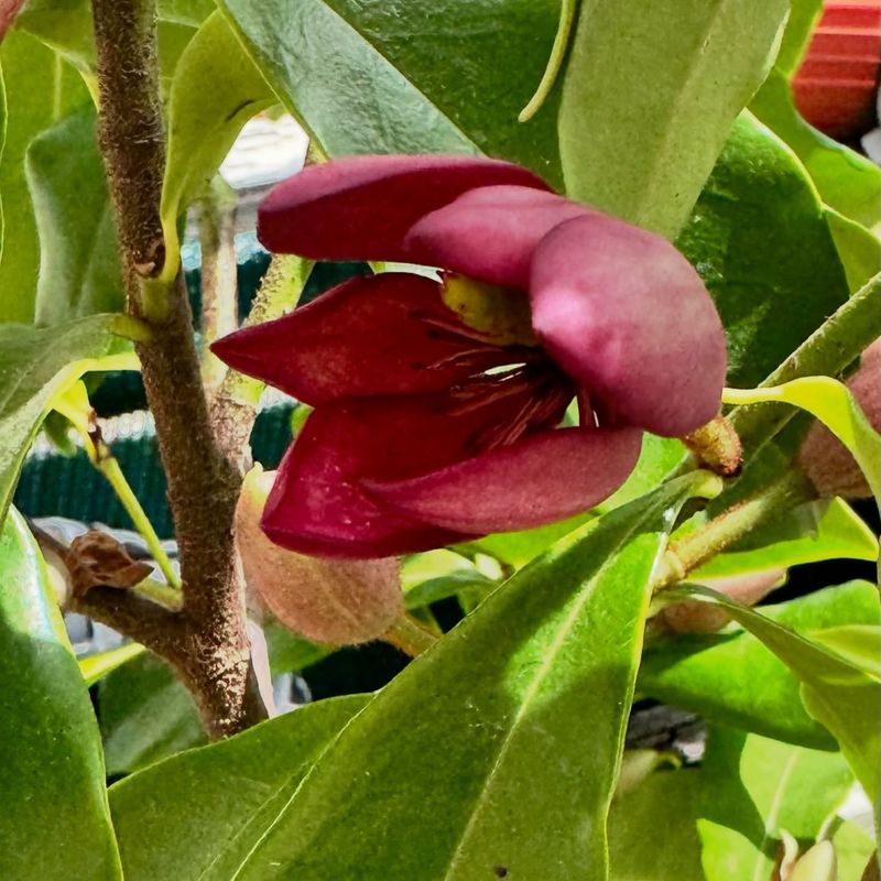 Magnolia figo