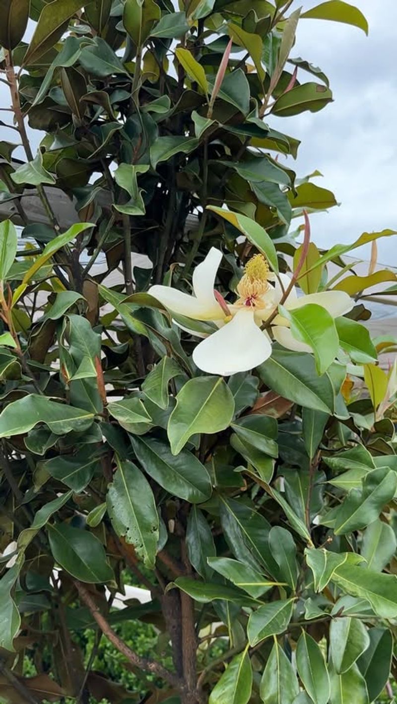 Magnolia grandiflora ‘Bracken’s Brown Beauty’