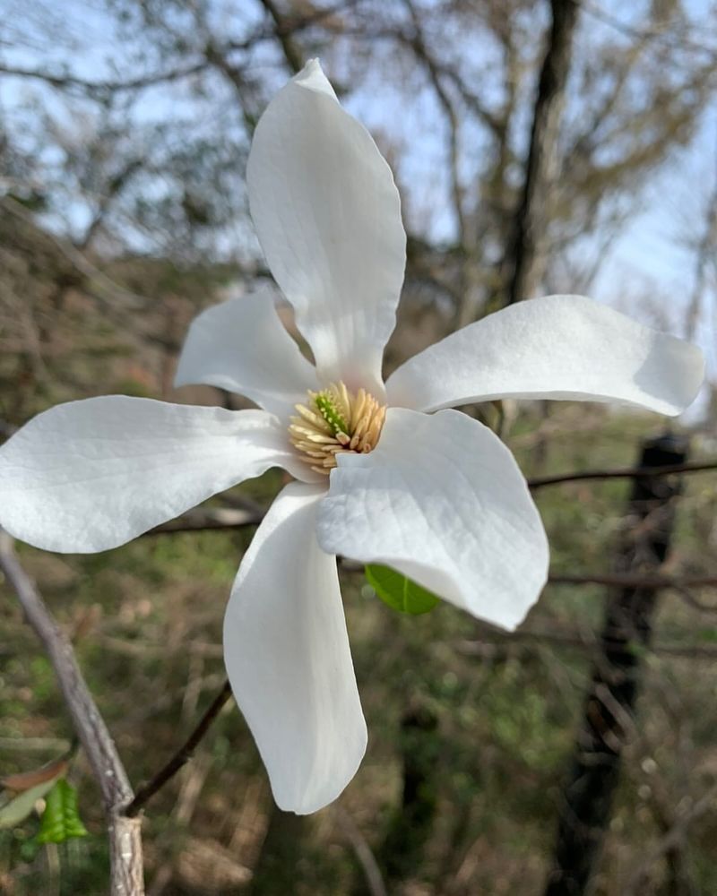 Magnolia kobus