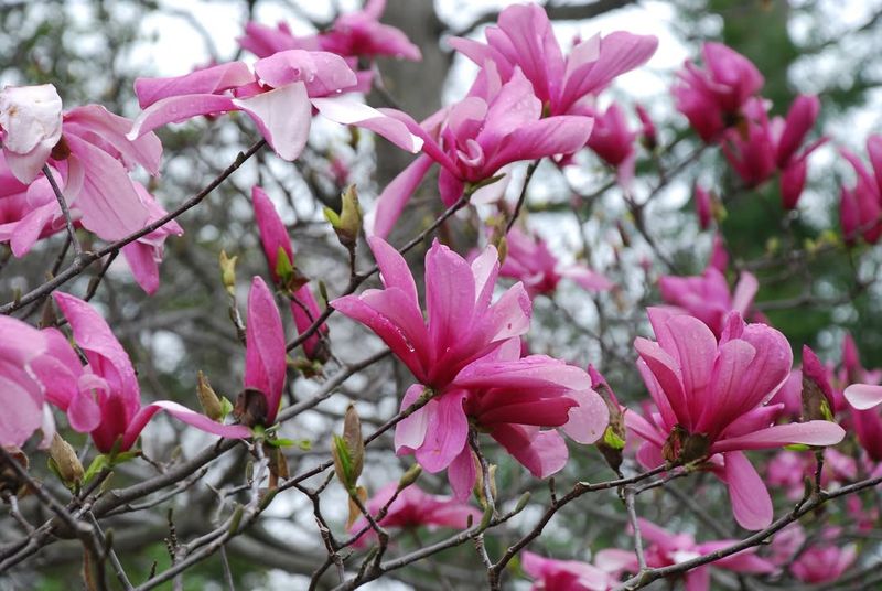 Magnolia liliiflora ‘Nigra’