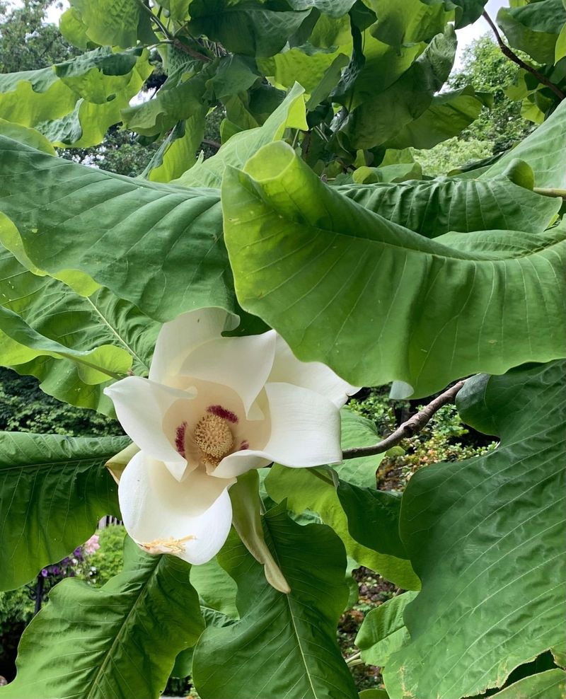 Magnolia macrophylla