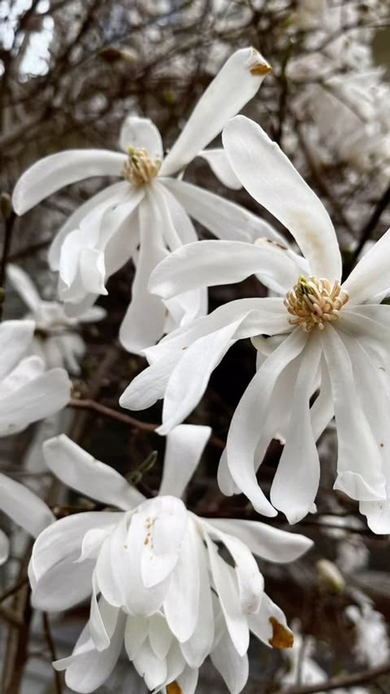 Magnolia stellata ‘Waterlily’