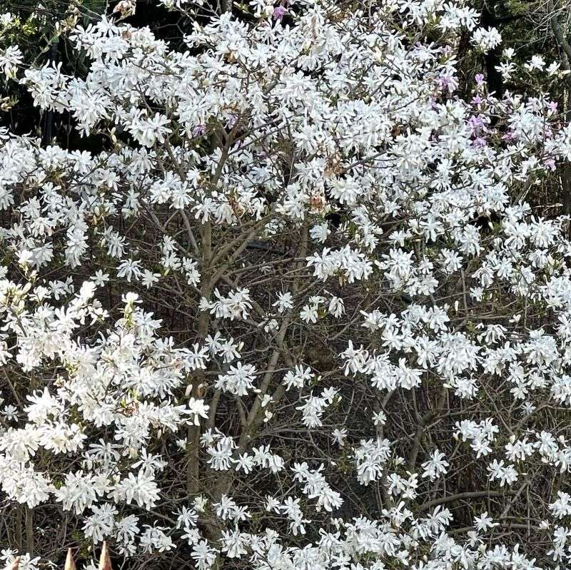 Magnolia stellata