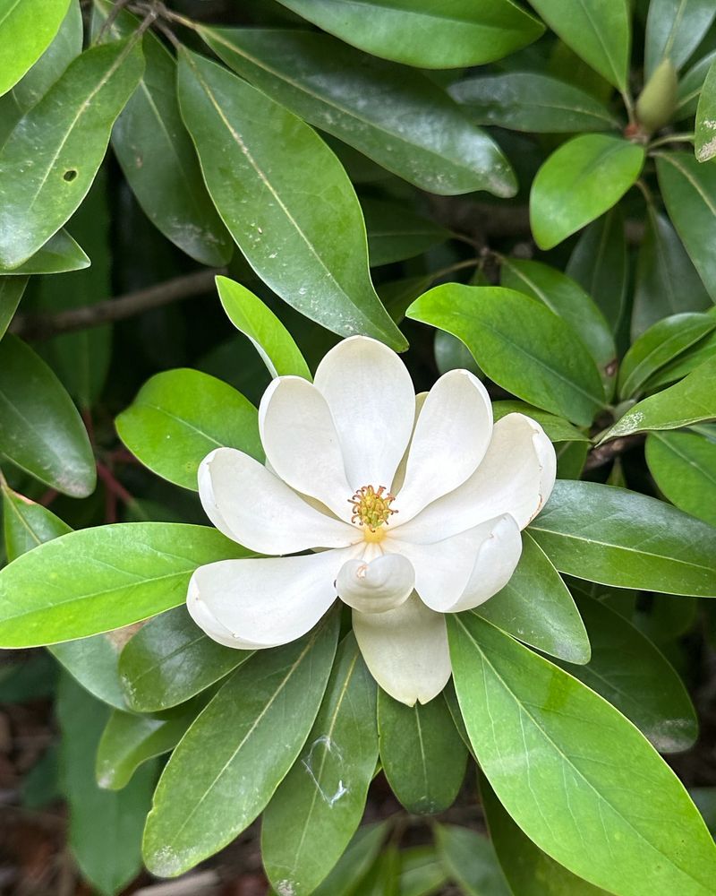 Magnolia virginiana