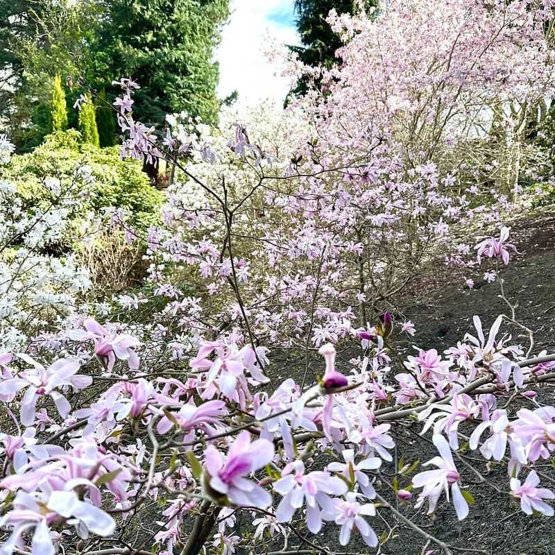 Magnolia x loebneri ‘Leonard Messel’