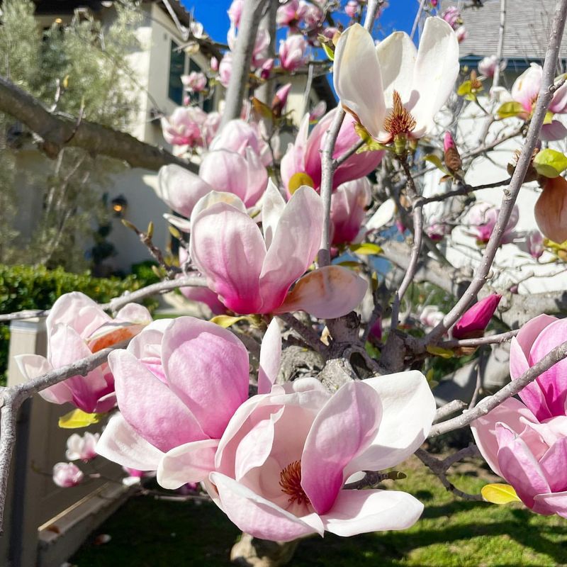 Magnolia x soulangeana ‘Rustica Rubra’