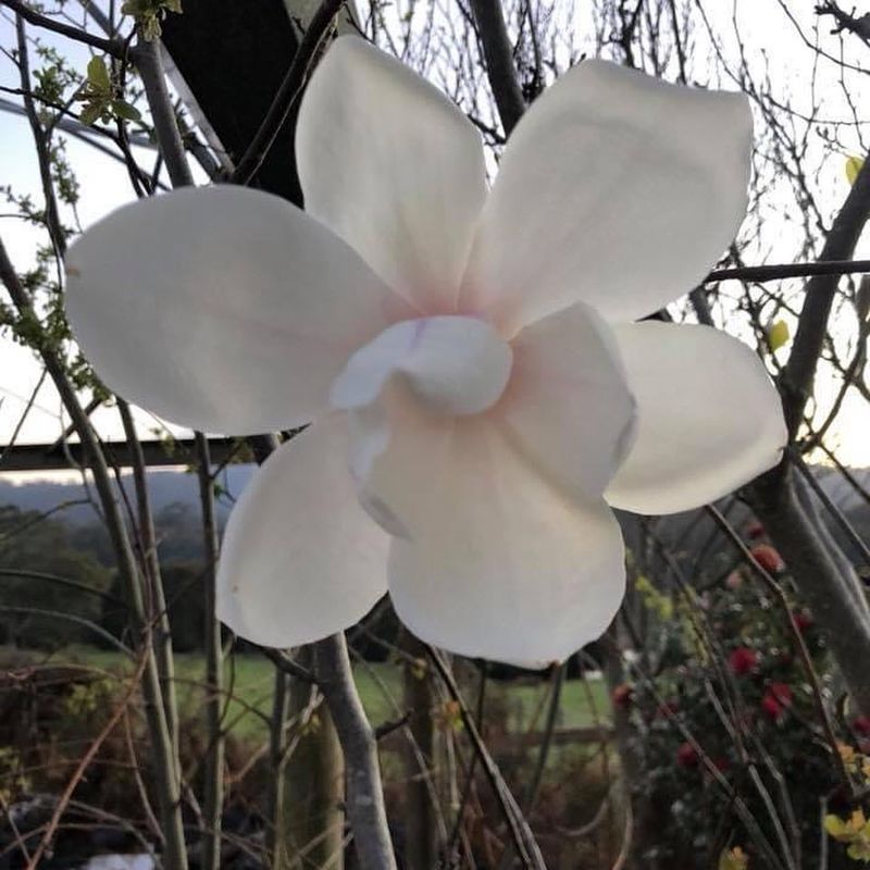 Magnolia x veitchii