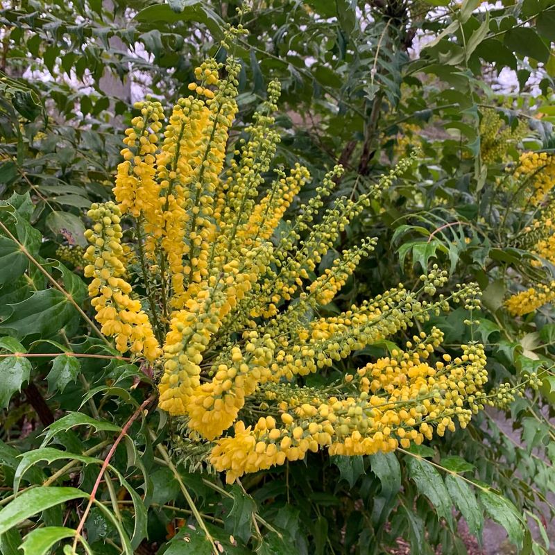 Mahonia