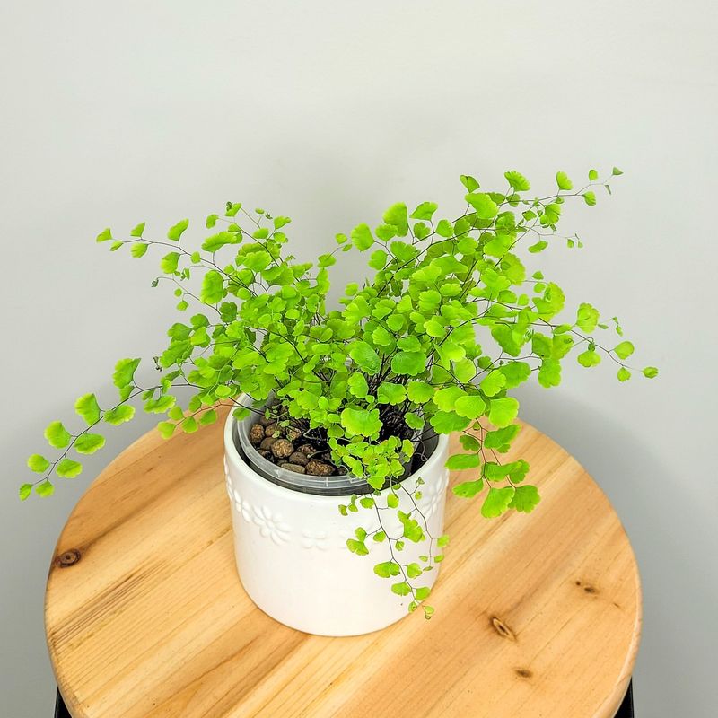 Maidenhair Fern