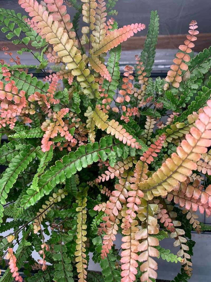 Maidenhair Fern