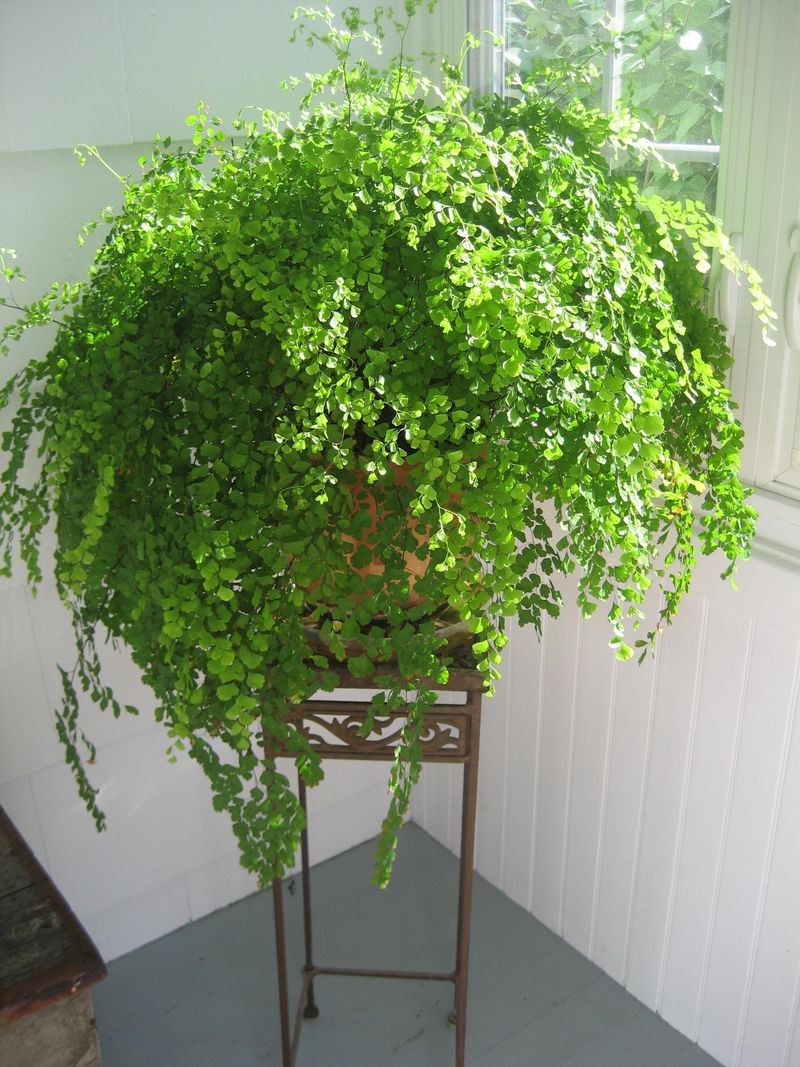 Maidenhair Fern