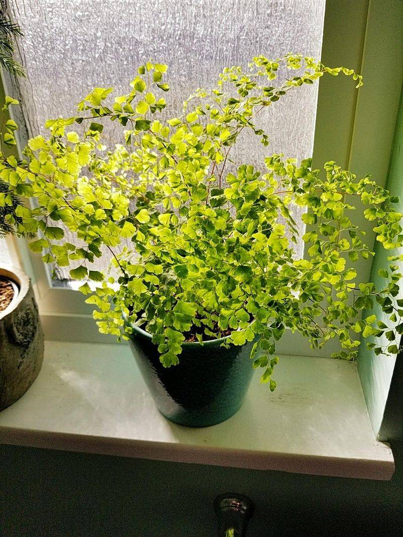 Maidenhair Fern