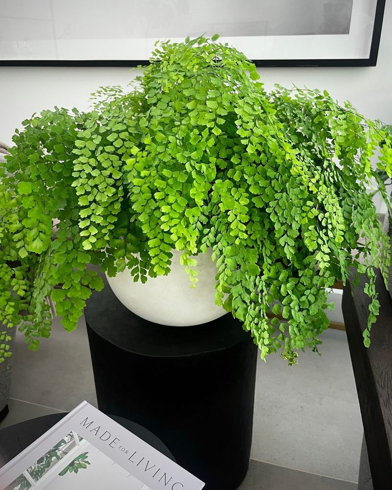 Maidenhair Fern