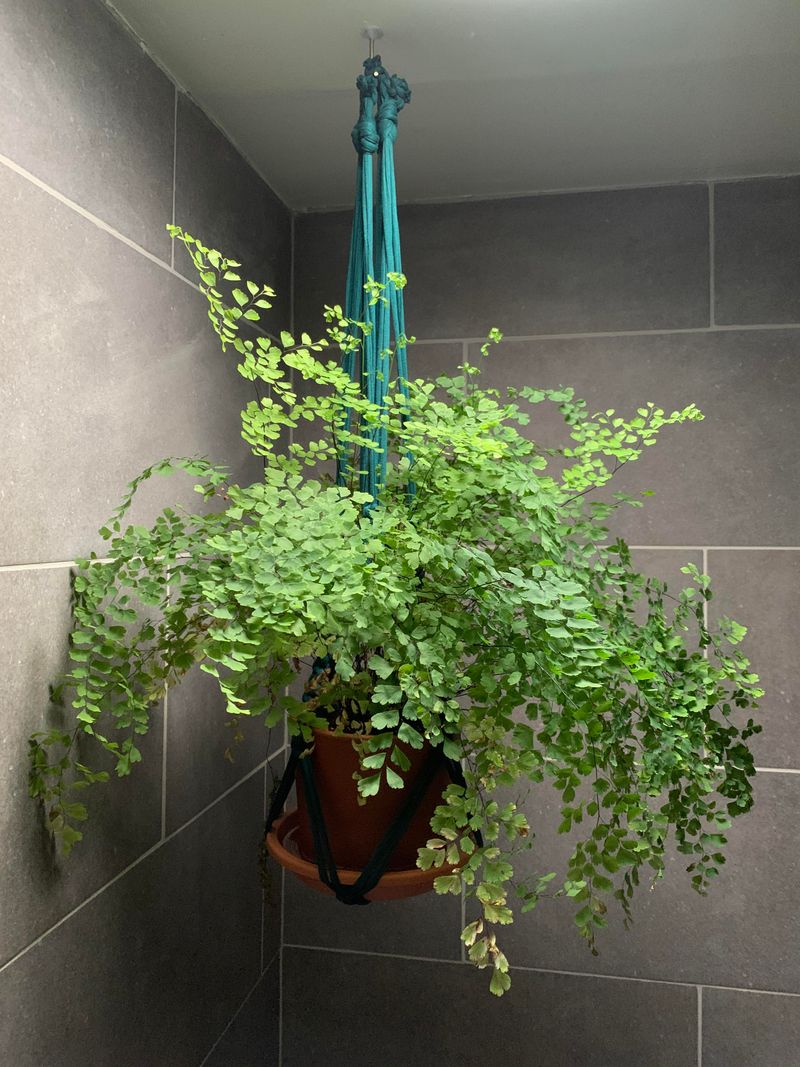 Maidenhair Fern