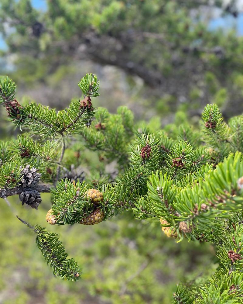 Maine: Eastern White Pine