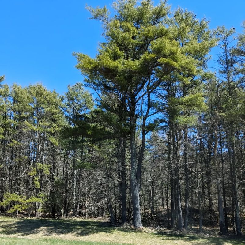 Maine - Eastern White Pine