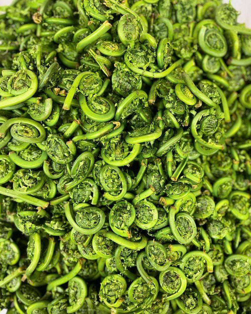 Maine: Fiddlehead Ferns