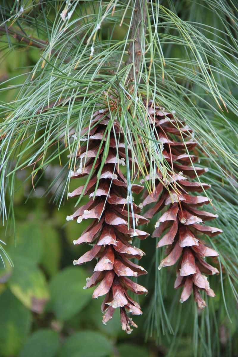 Maine: White Pine