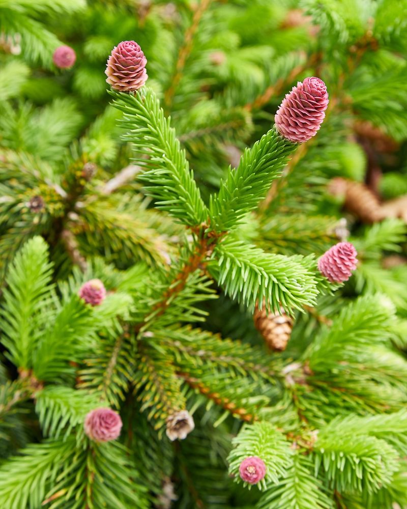 Maine: White Pine Cone and Tassel