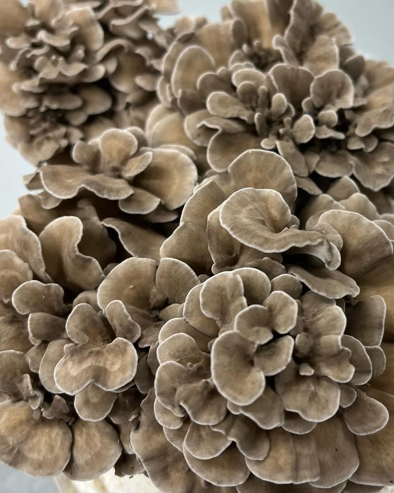 Maitake