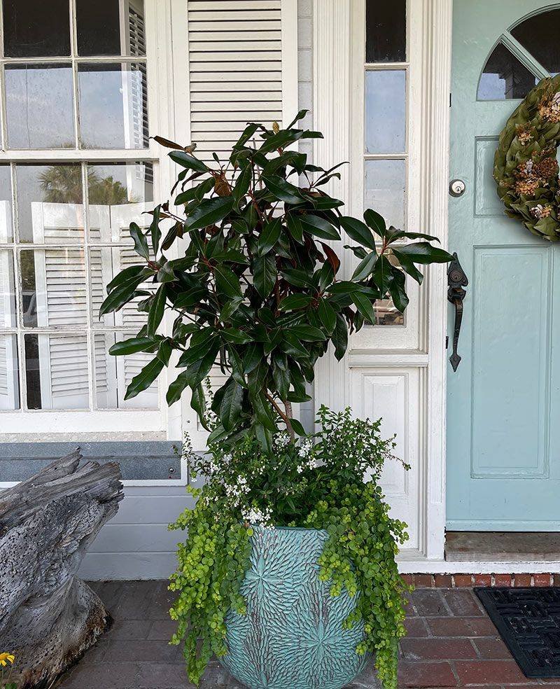 Majestic Magnolia Pots