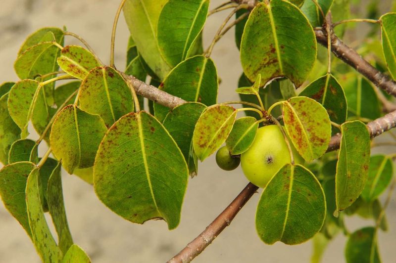 Manchineel Tree