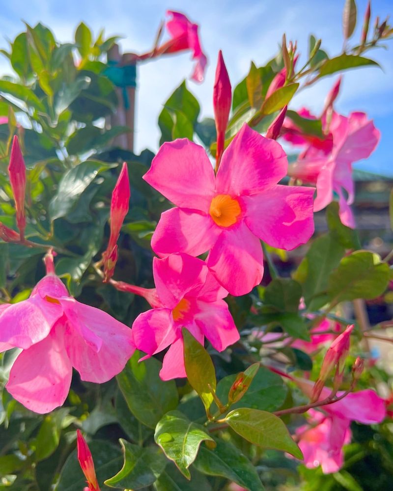 Mandevilla