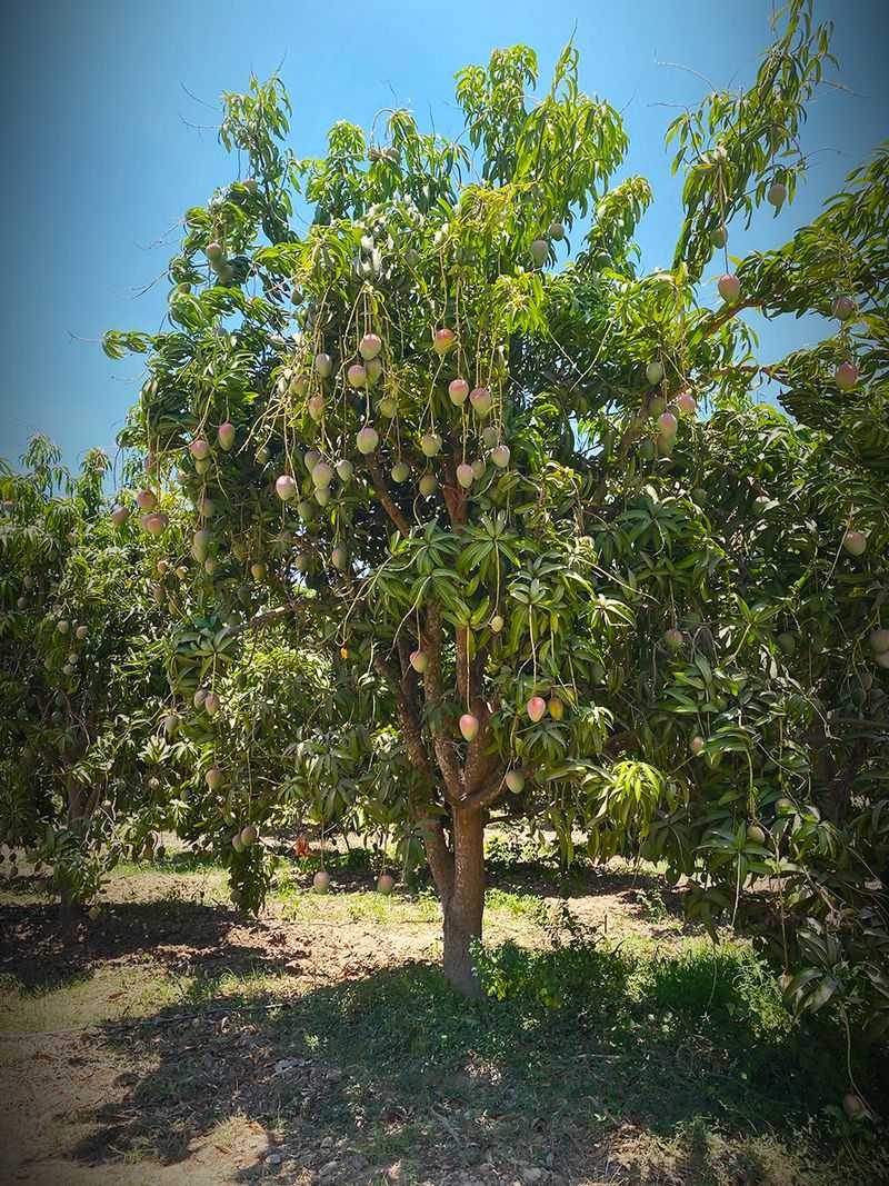 Mango Tree