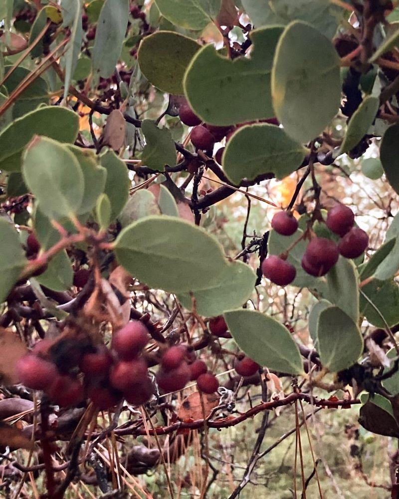 Manzanita Berry