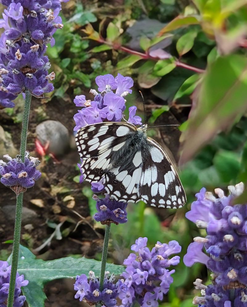 Marbled White Butterfly