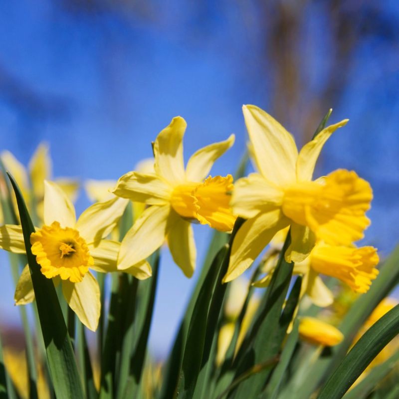 March - Jonquil