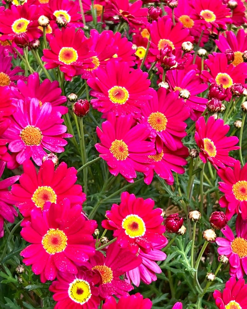 Marguerite Daisy