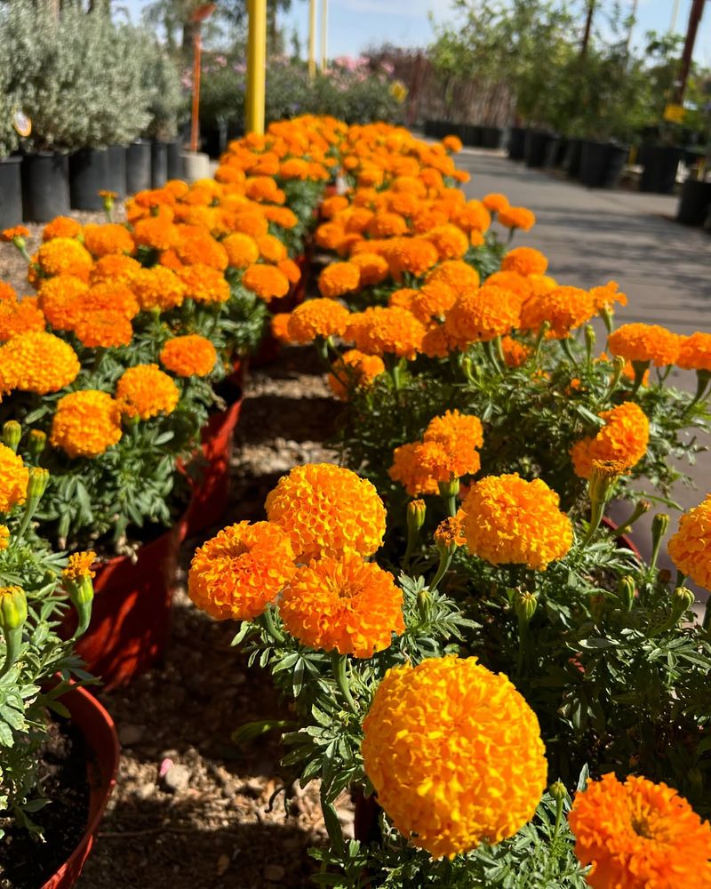 Marigold