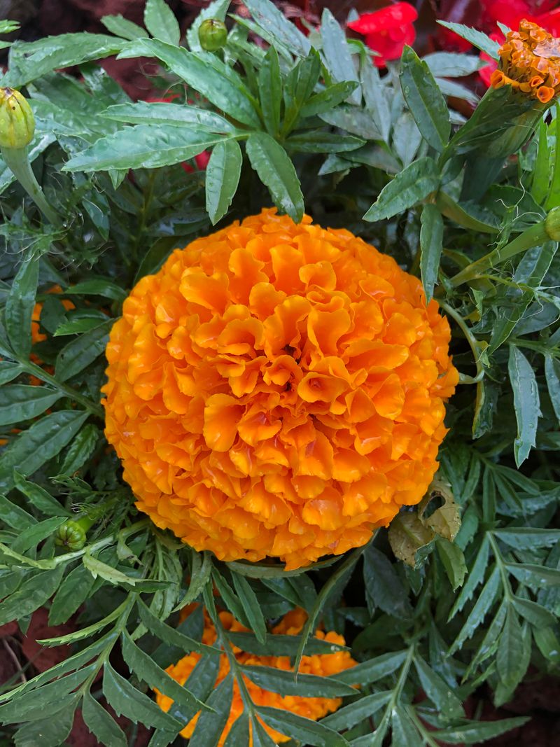 Marigold