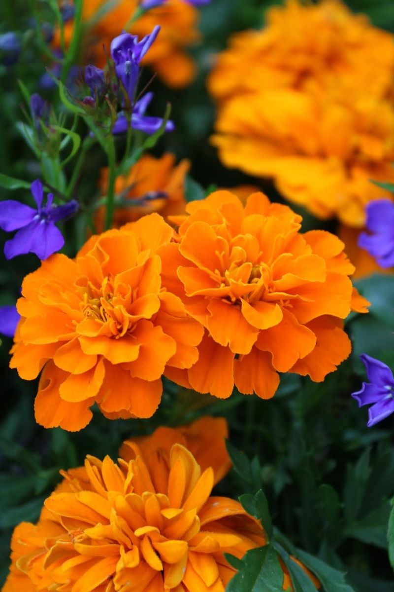 Marigold