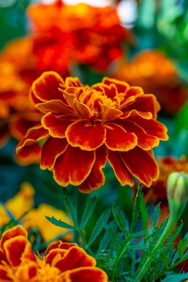 Marigold