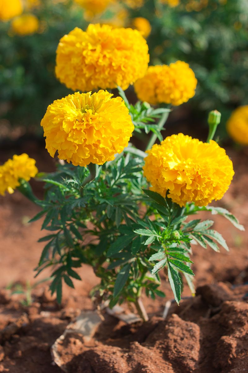 Marigold Flowers