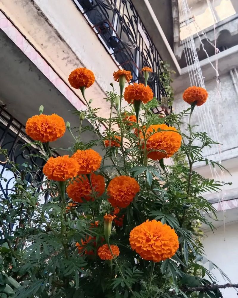 Marigold (Tagetes)