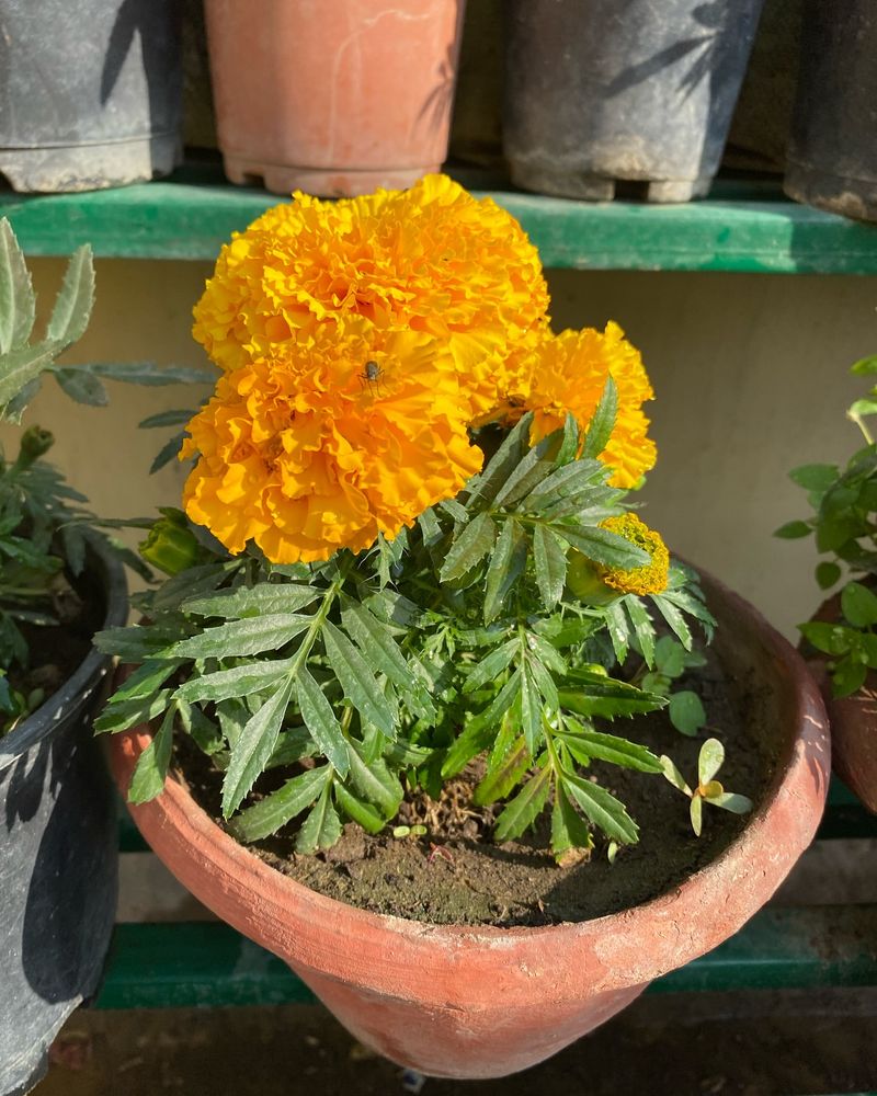 Marigolds