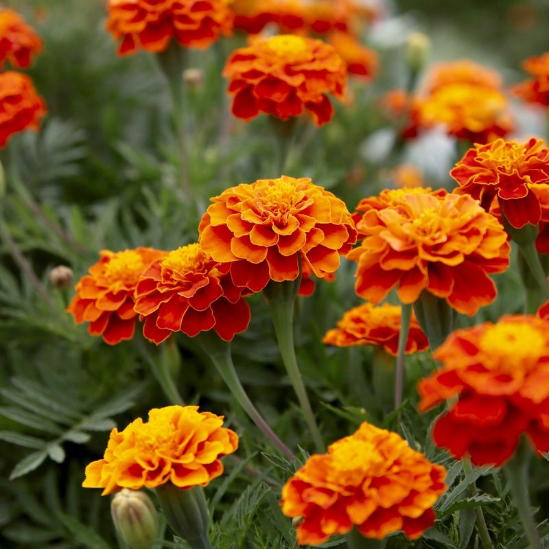 Marigolds