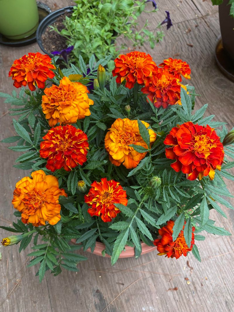 Marigolds