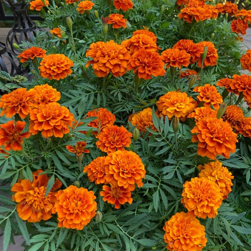 Marigolds