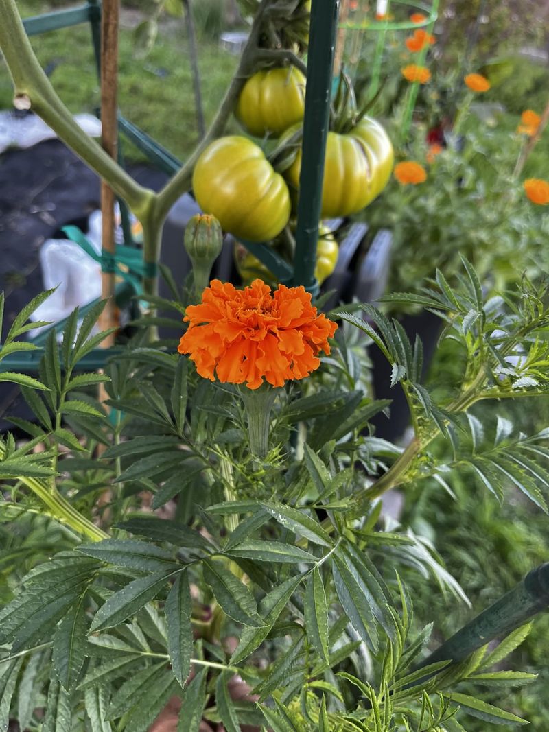 Marigolds and Tomatoes