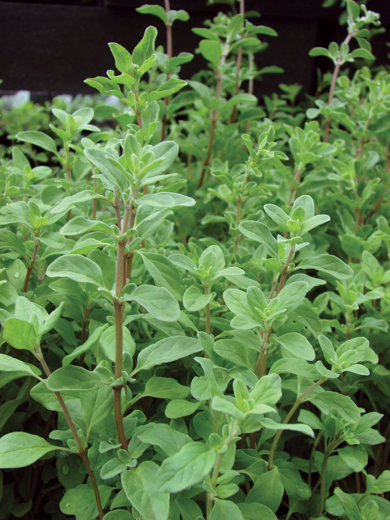 Marjoram