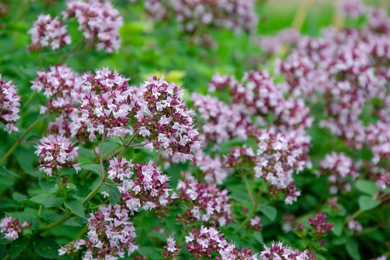 Marjoram