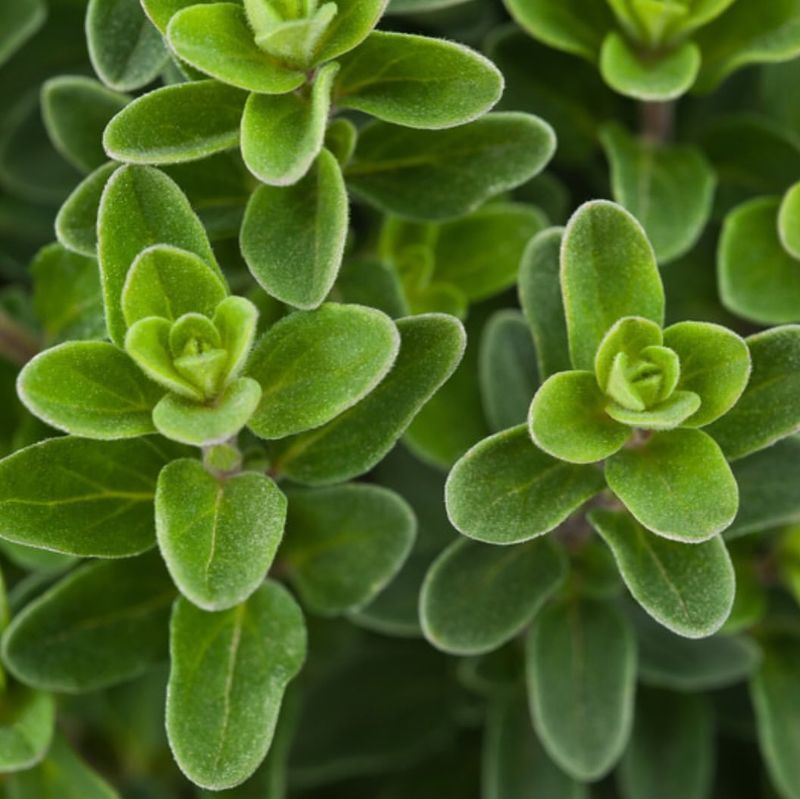 Marjoram