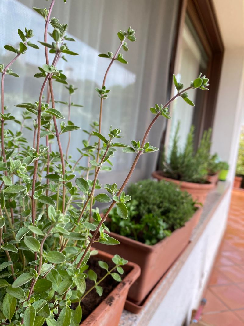 Marjoram and Mint