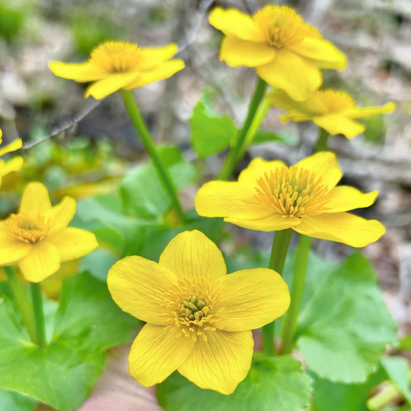 Marsh Marigold